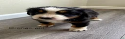 Bernedoodle dogs for sale: orange_female - Ad 2