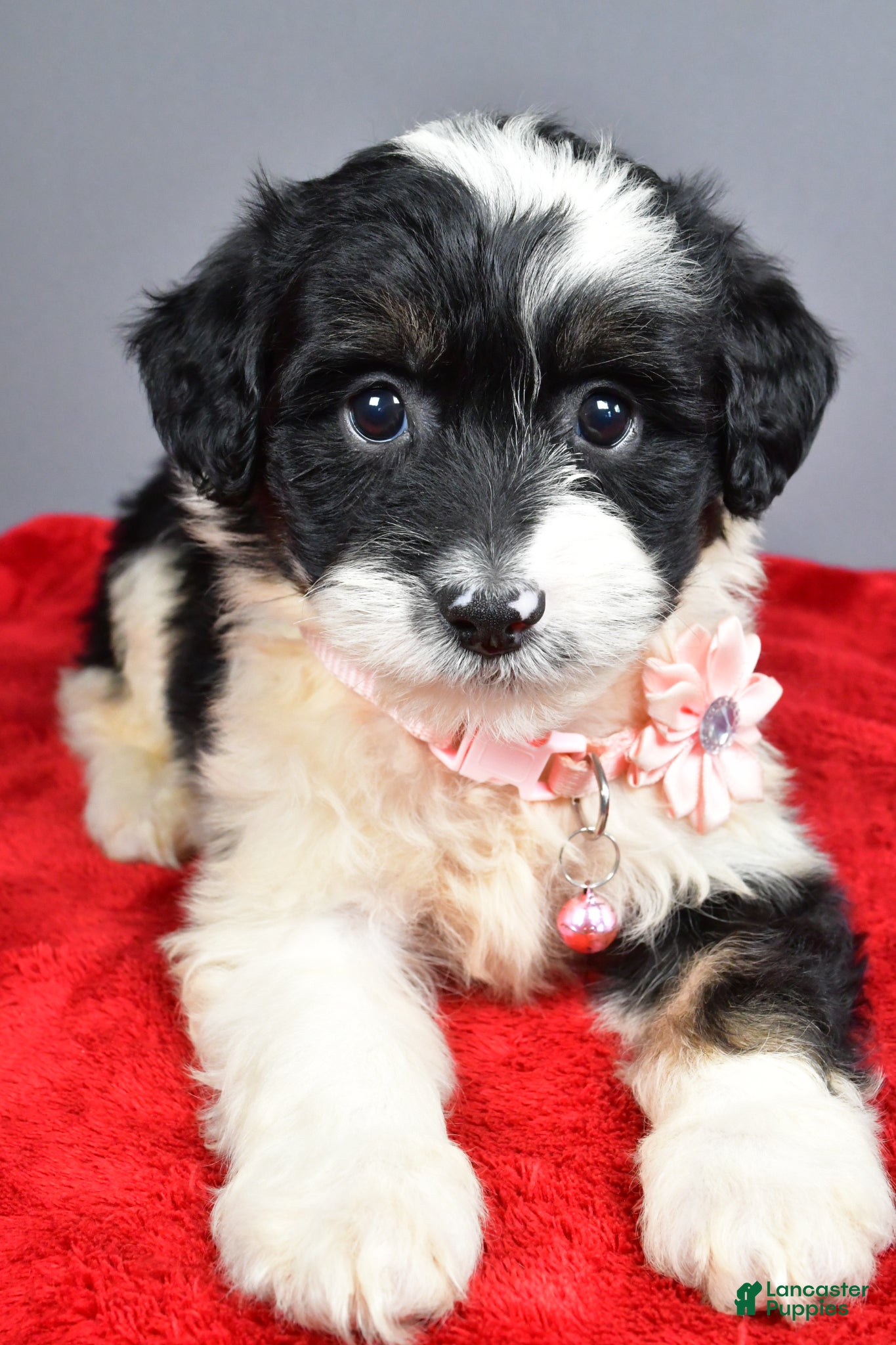 Mini Aussiedoodle dogs Weden  - Ad 2