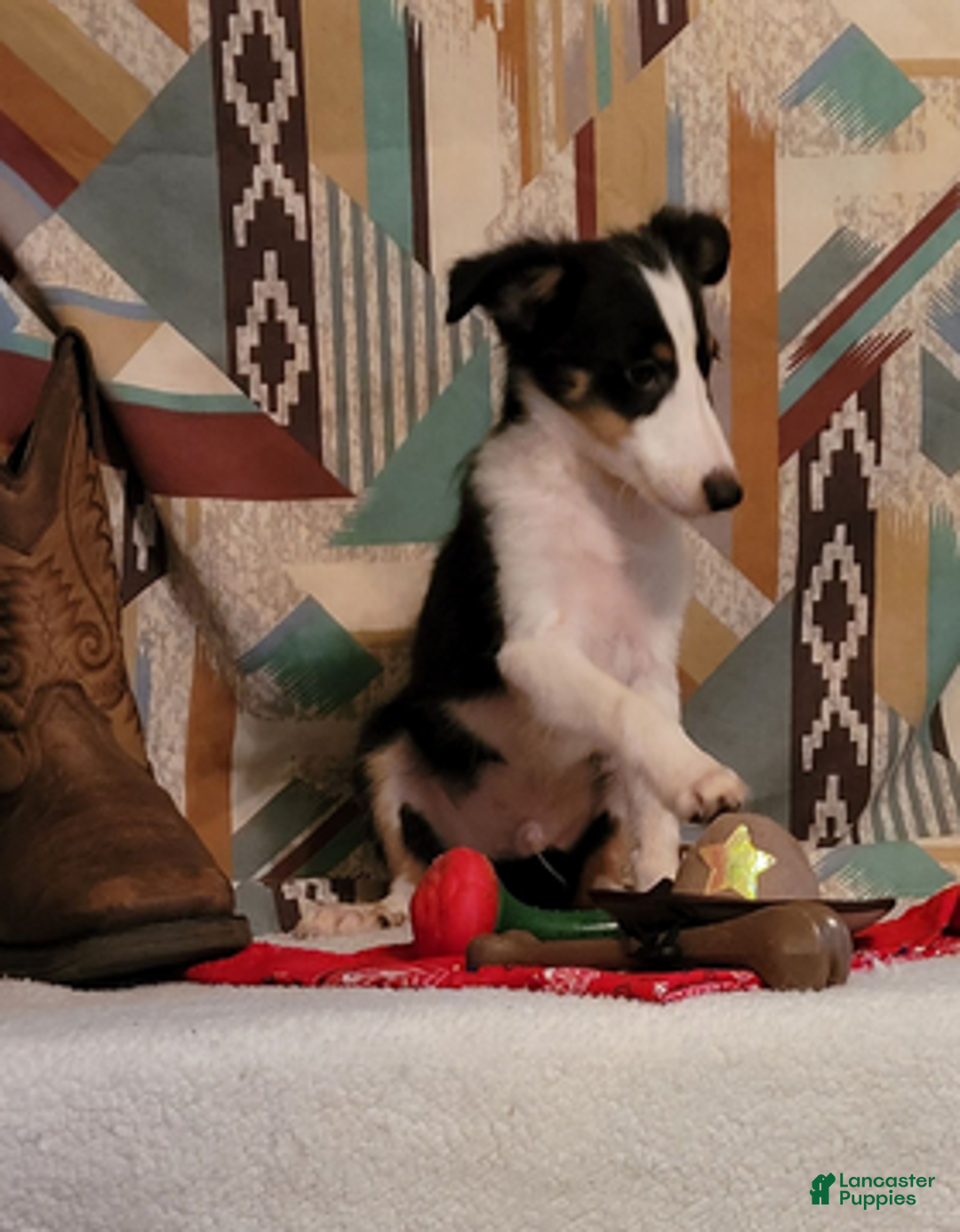 Shetland Sheepdog dogs for sale: Peanut - Ad 5