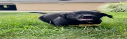 Labrador Retriever dogs for sale: Honey - Ad 45