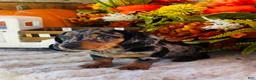 Miniature Dachshund dogs for sale: Tarzan  - Ad 6