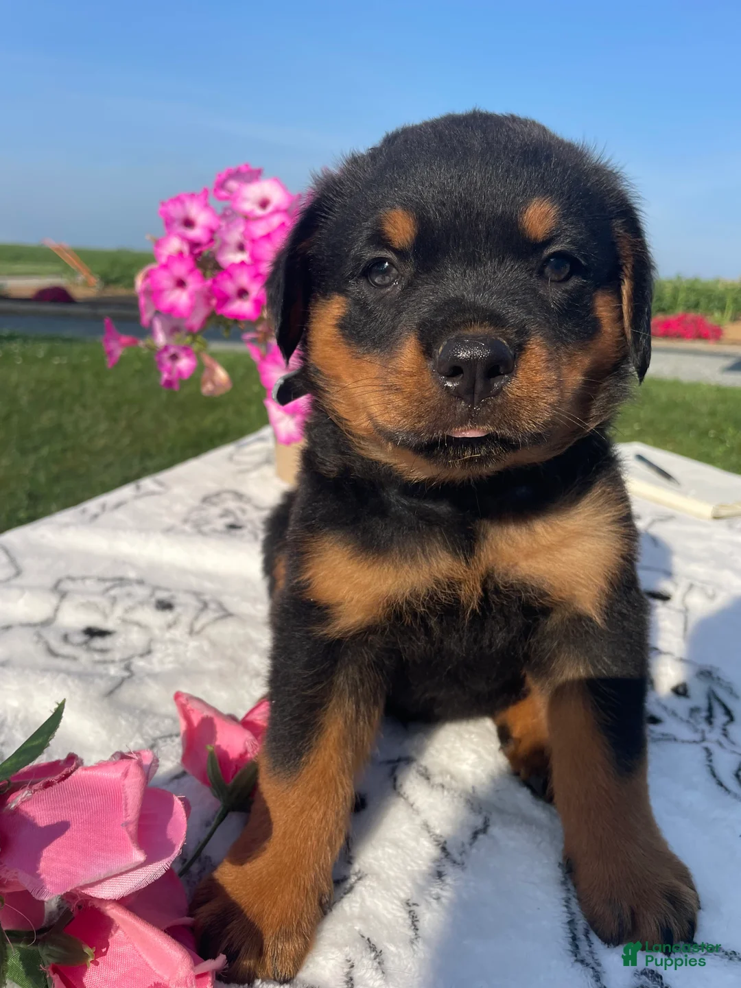 Rottweiler dogs for sale: Bogart - Ad 4