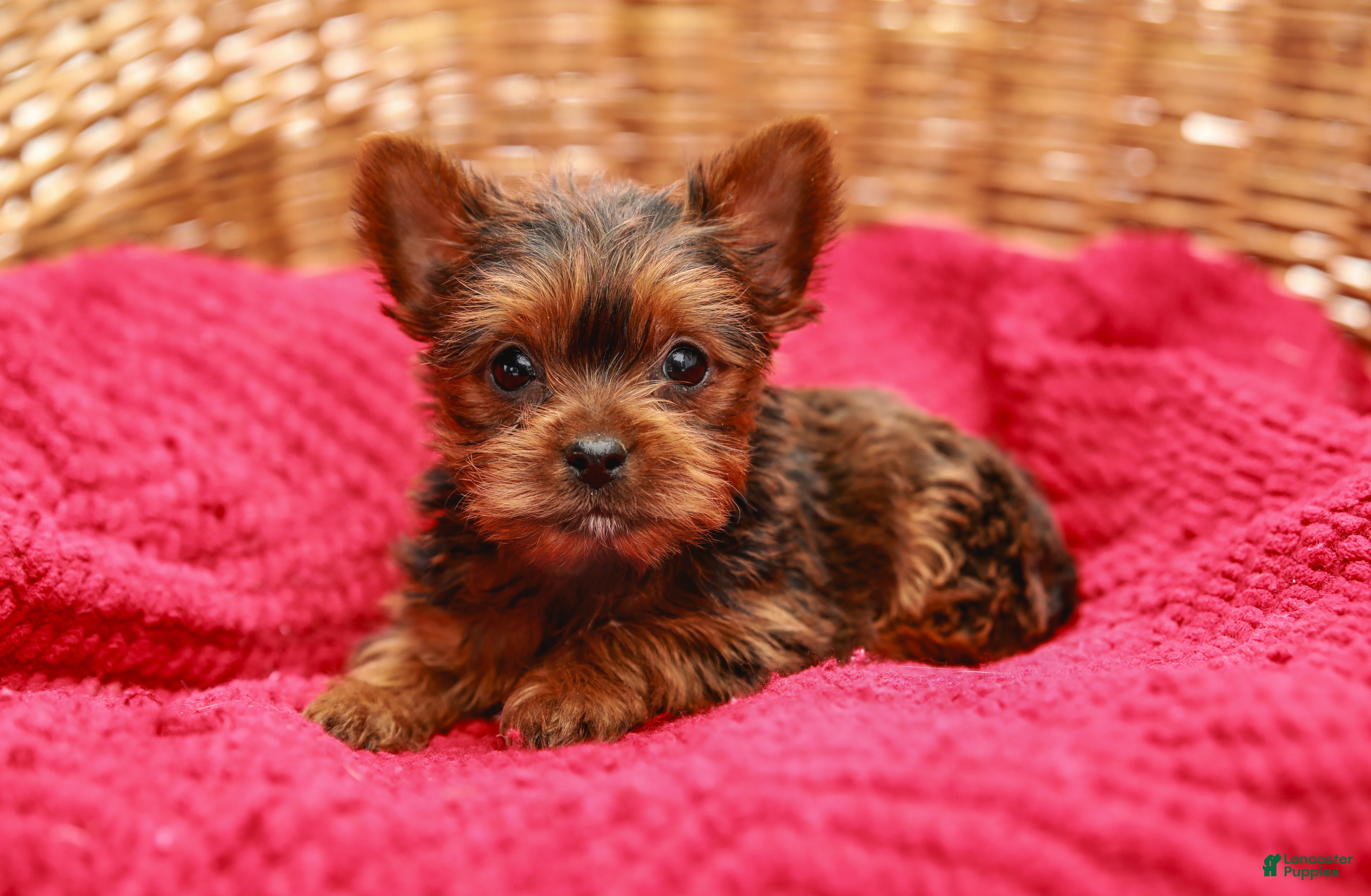 Yorkshire Terrier dogs Lady (Extra Small) - Ad 2