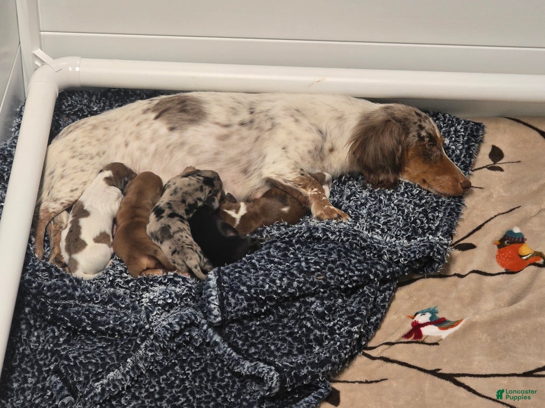 Miniature Dachshund dogs for sale: FeeFee - Ad 13