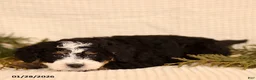 Mini Bernedoodle dogs for sale: Cody - Ad 2