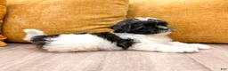 Shihpoo dogs for sale: Queenie - Ad 5