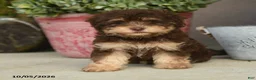 Havapoo dogs for sale: Theodore - Ad 1