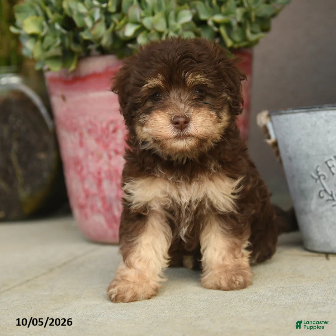 Havapoo dogs for sale: Theodore - Ad 1