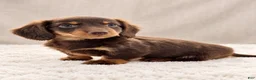 Miniature Dachshund dogs for sale: Miniature Dachshund 5 - Ad 5