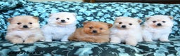 Pomeranian dogs for sale: Frosty - Ad 4