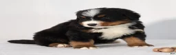 Bernese Mountain Dog dogs for sale: Rhett - Ad 3