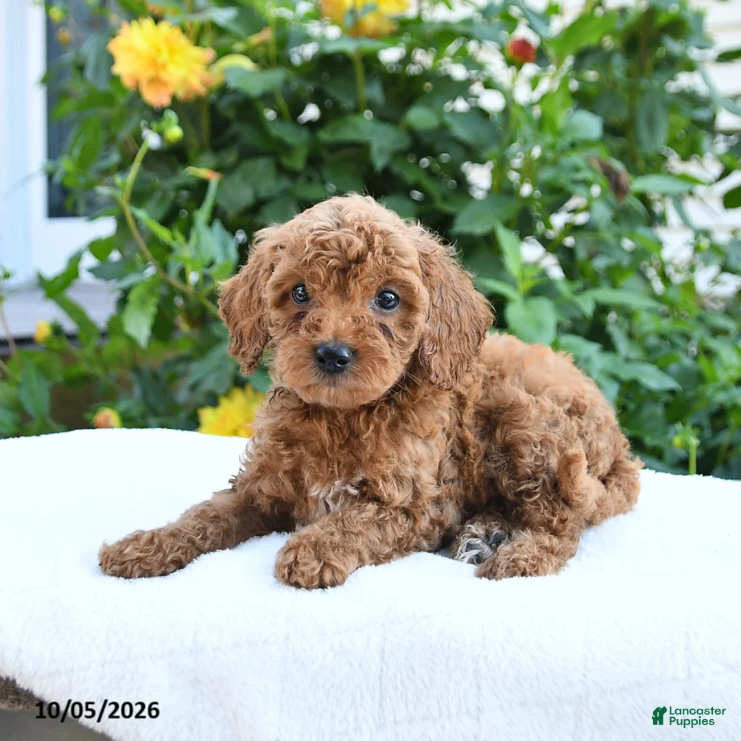 Mini Goldendoodle dogs for sale: Leon - Ad 8