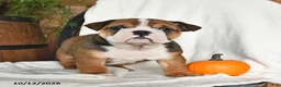 English Bulldog dogs for sale: Clea - Ad 2