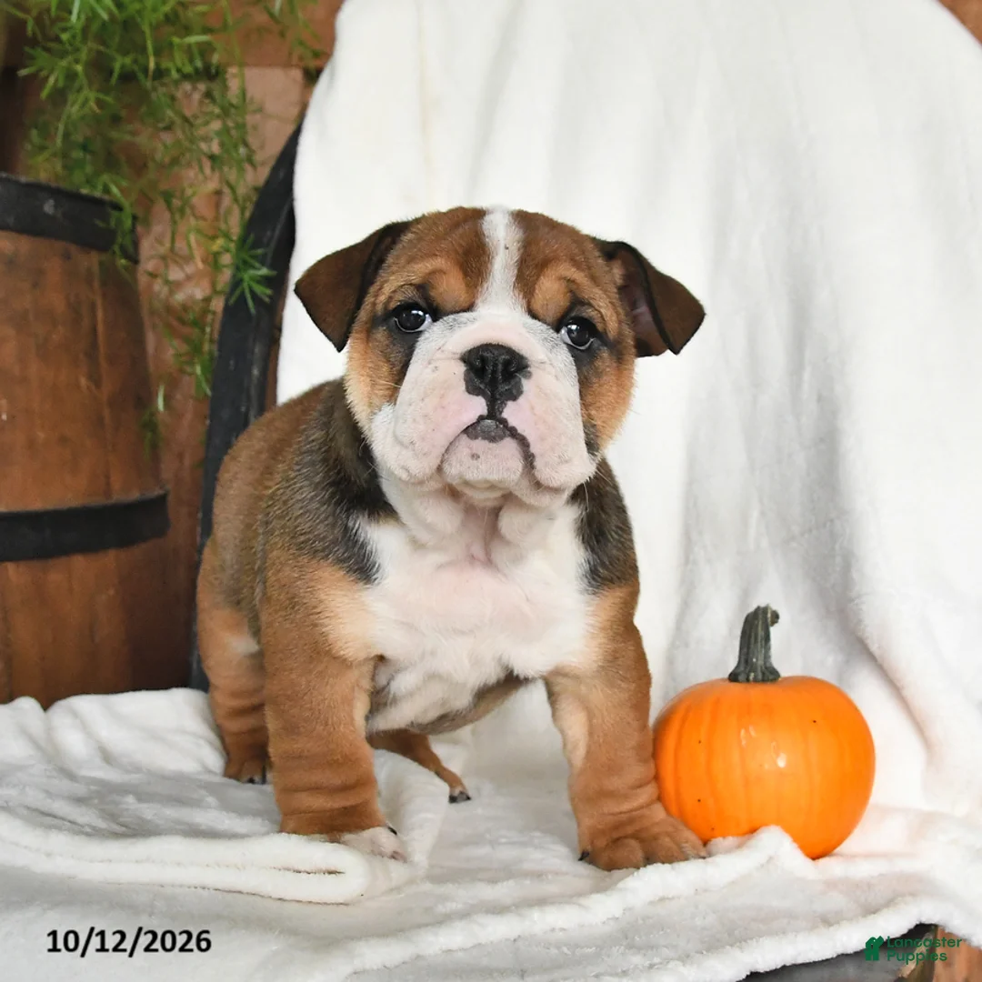 English Bulldog dogs for sale: Clea - Ad 2