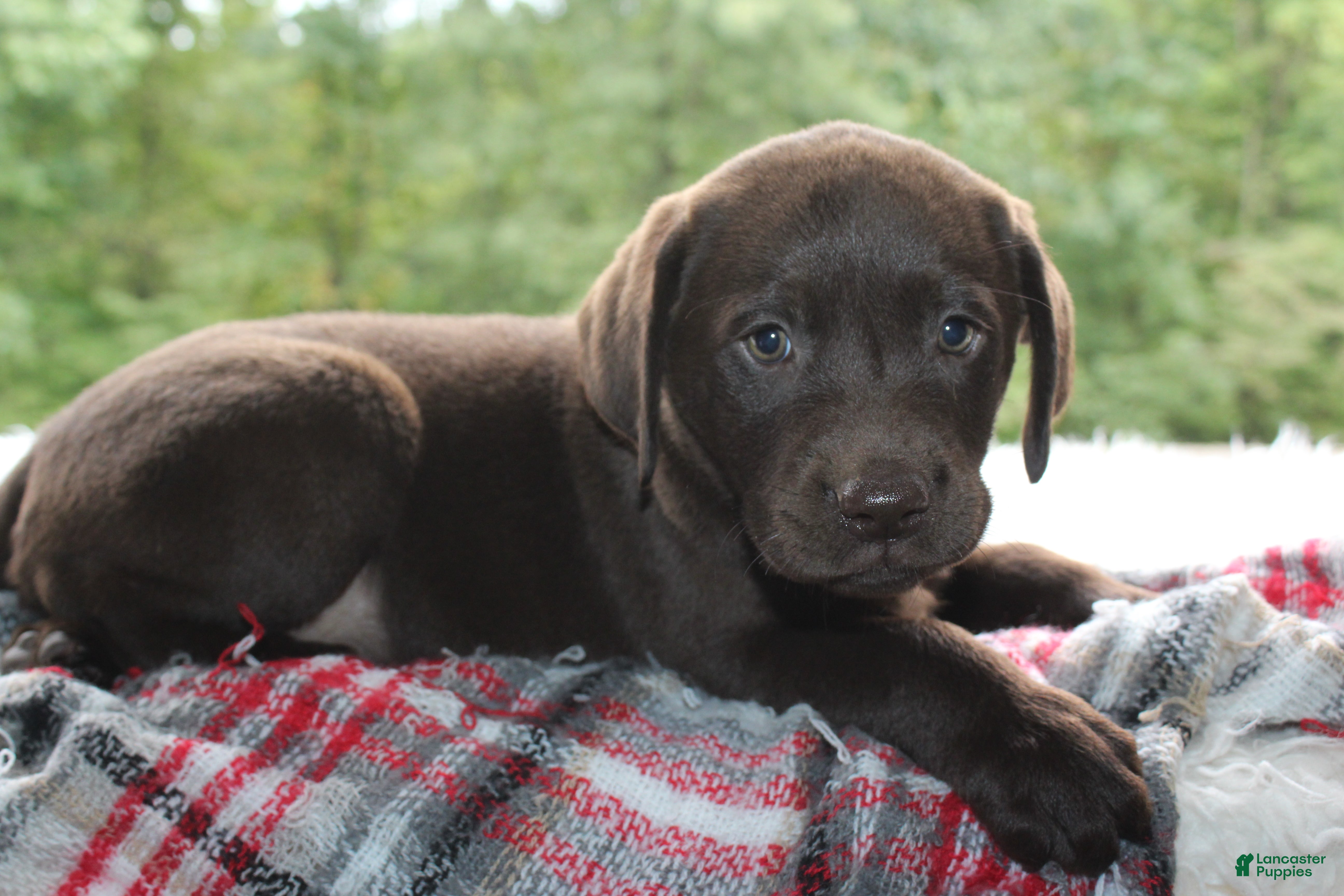 Labrador Retriever dogs Dielsel - Ad 2