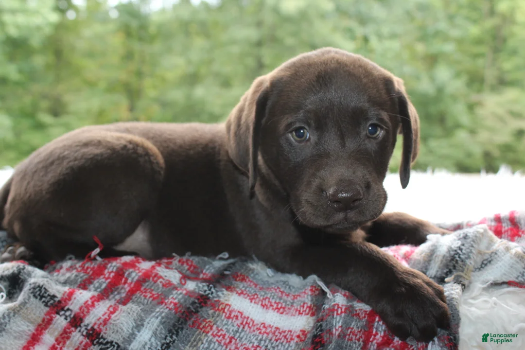 Labrador Retriever dogs for sale: Dielsel - Ad 2