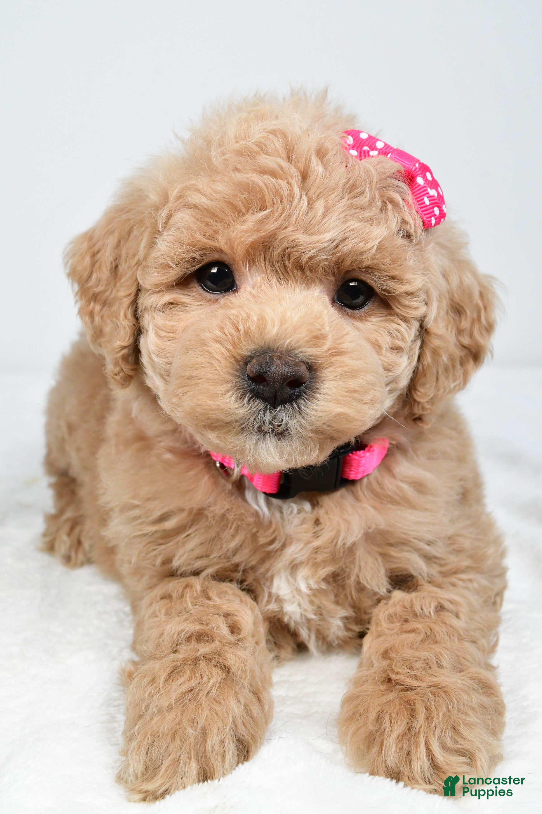 Mini Goldendoodle dogs Natasha - Ad 2
