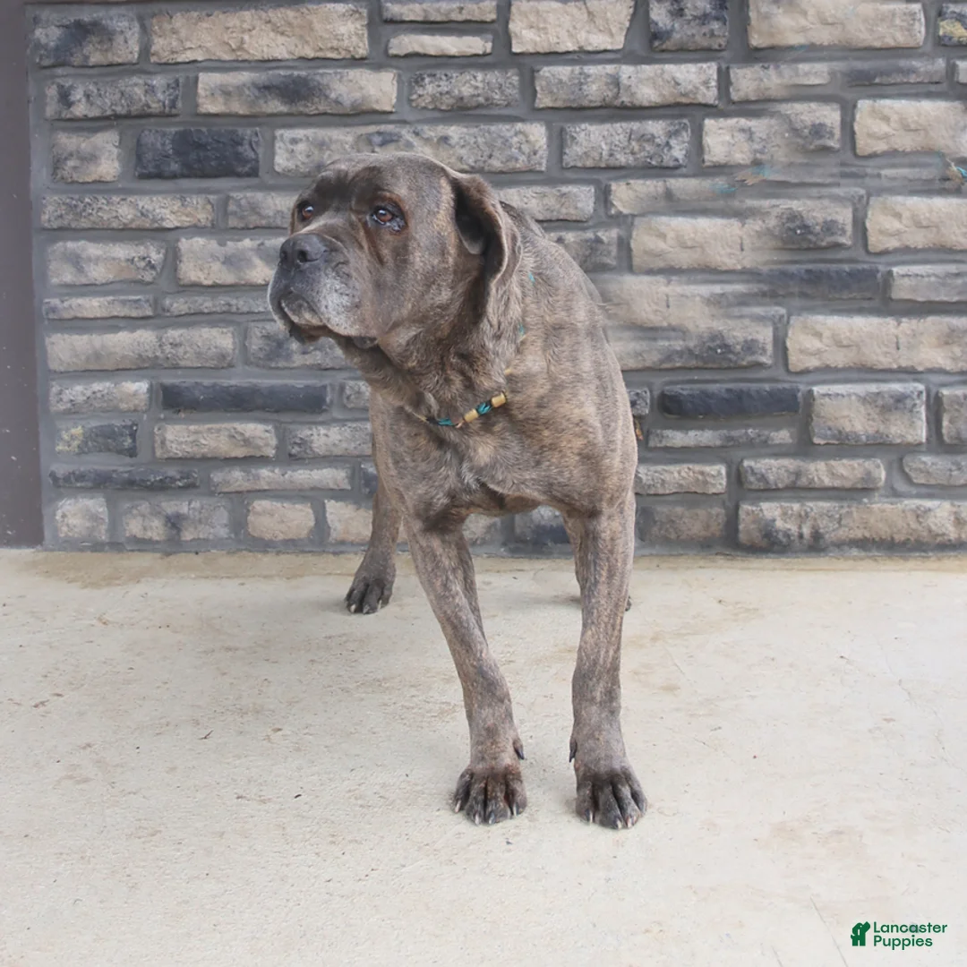 Cane Corso dogs for sale: Mia  - Ad 3