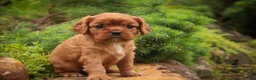 Cavalier King Charles Spaniel dogs for sale: Poppy Cavalier King Charles Spaniel - Ad 15
