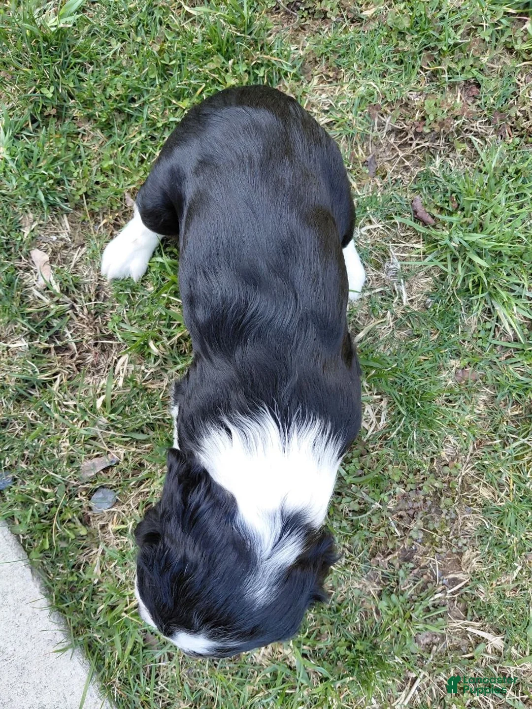 Mixed Breed dogs for sale: Melissa - Ad 2