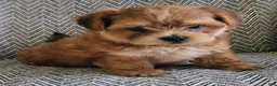 Shorkie dogs for sale: Peanut - Ad 7