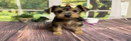 Yorkshire Terrier dogs for sale: Honey - Ad 1