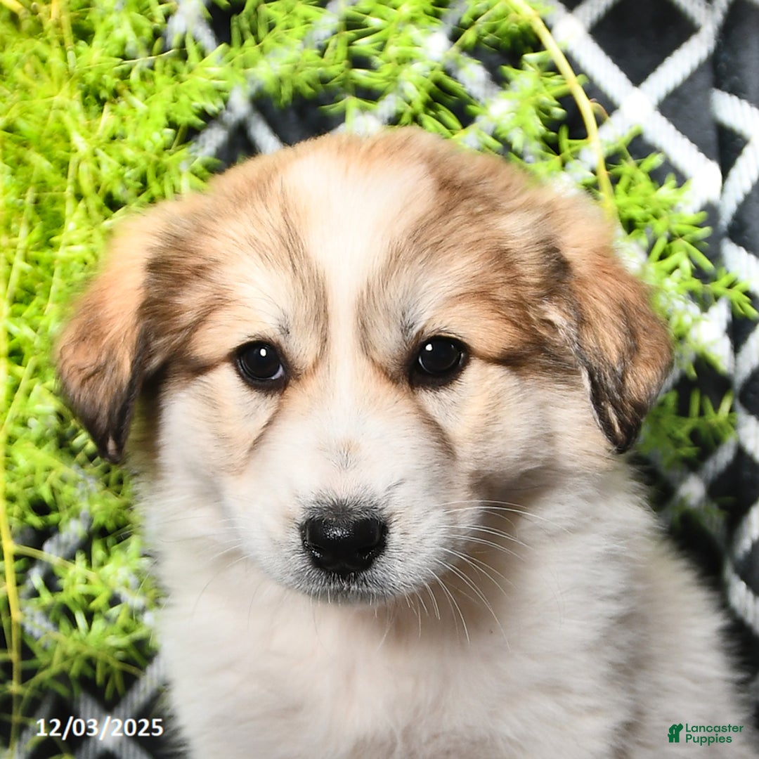 Great Pyrenees dogs for sale: Allie - Ad 4