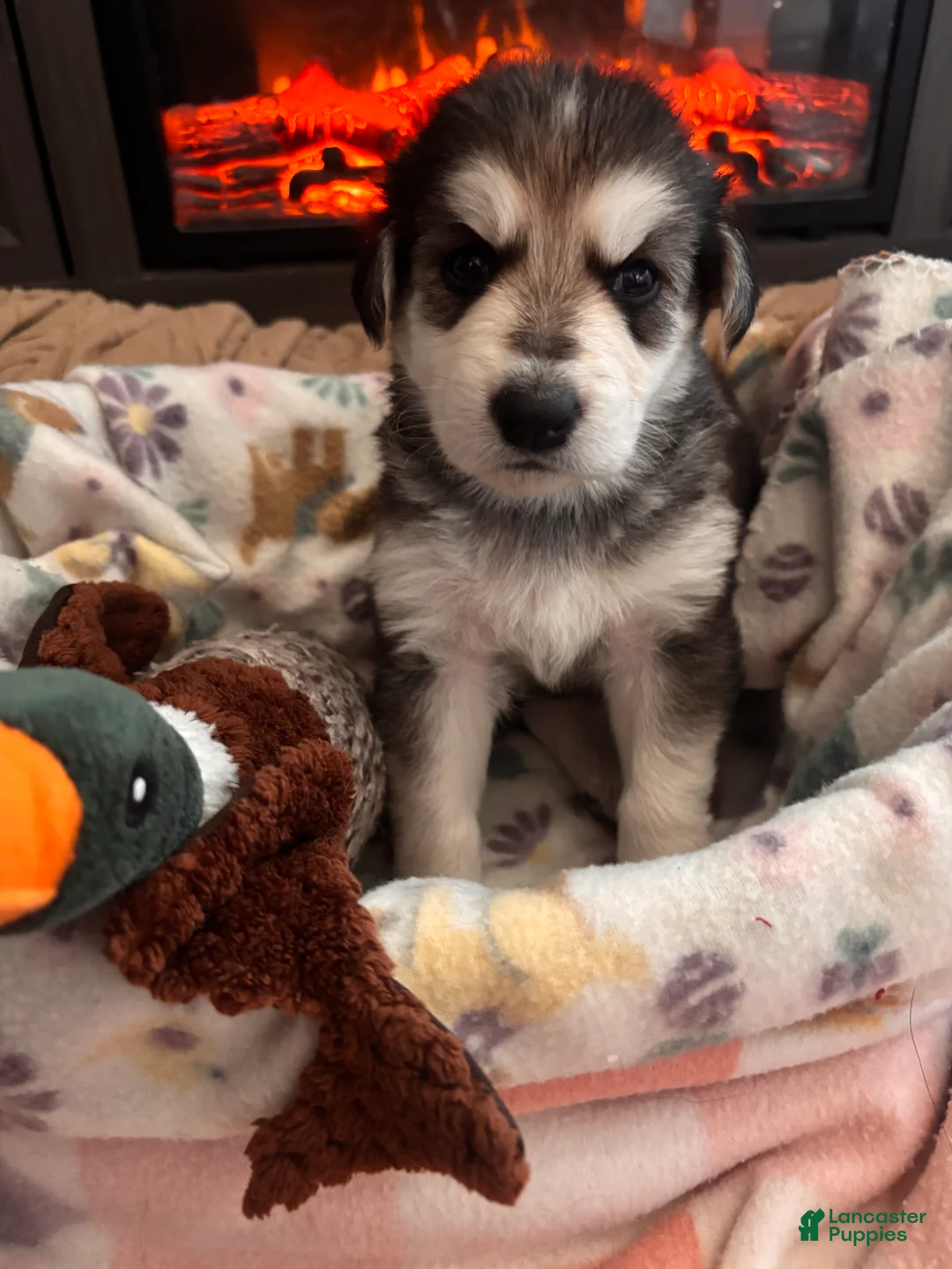 German Shepherd dogs for sale:  Puppy 7 - Ad 1