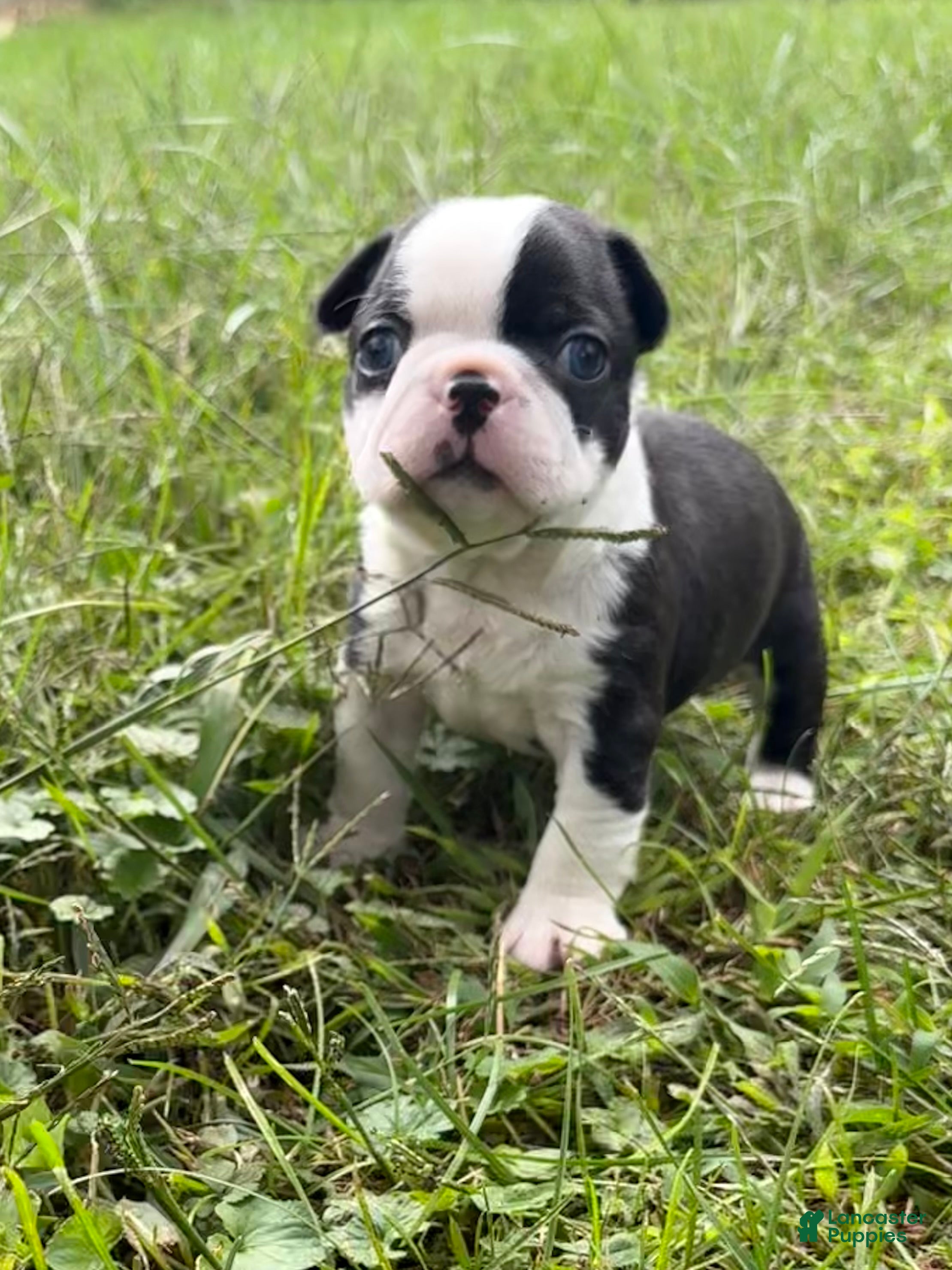 Boston Terrier dogs Boston Terrier 2 - Ad 2