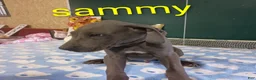 Great Dane dogs for sale: Sammy - Ad 3