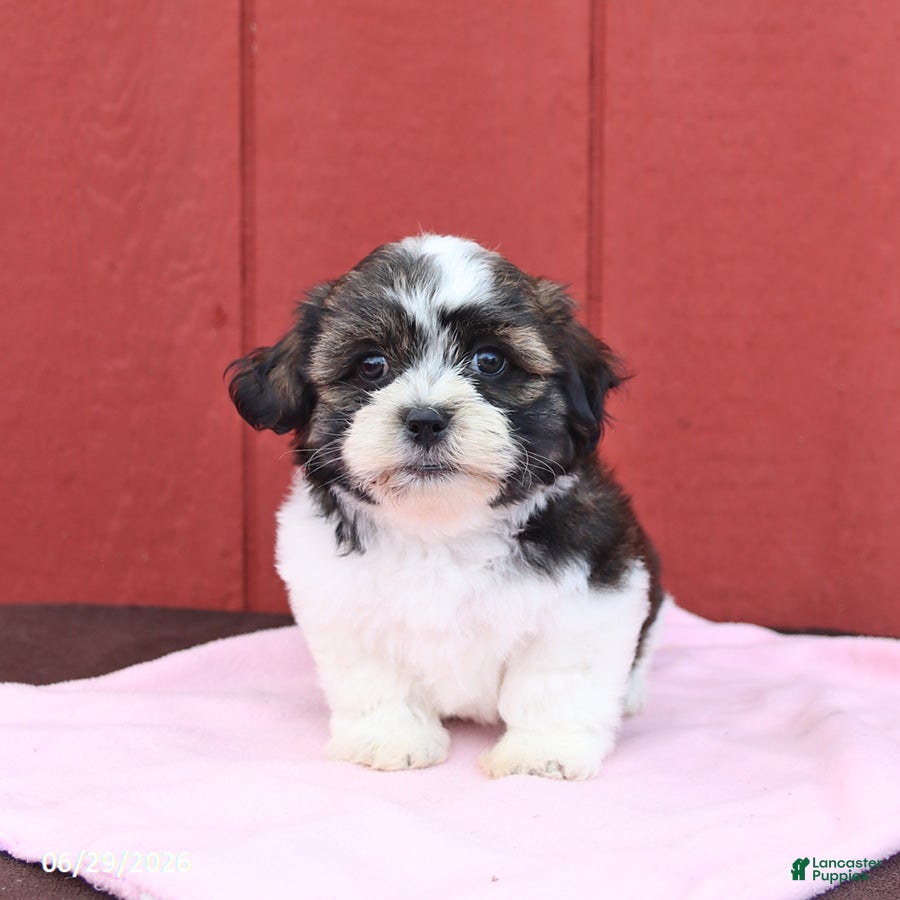 Malshi dogs Sweetie - Ad 1