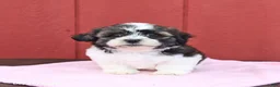 Malshi dogs for sale: Sweetie - Ad 1