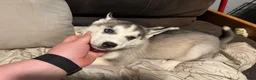 Siberian Husky dogs for sale: Orange  - Ad 1