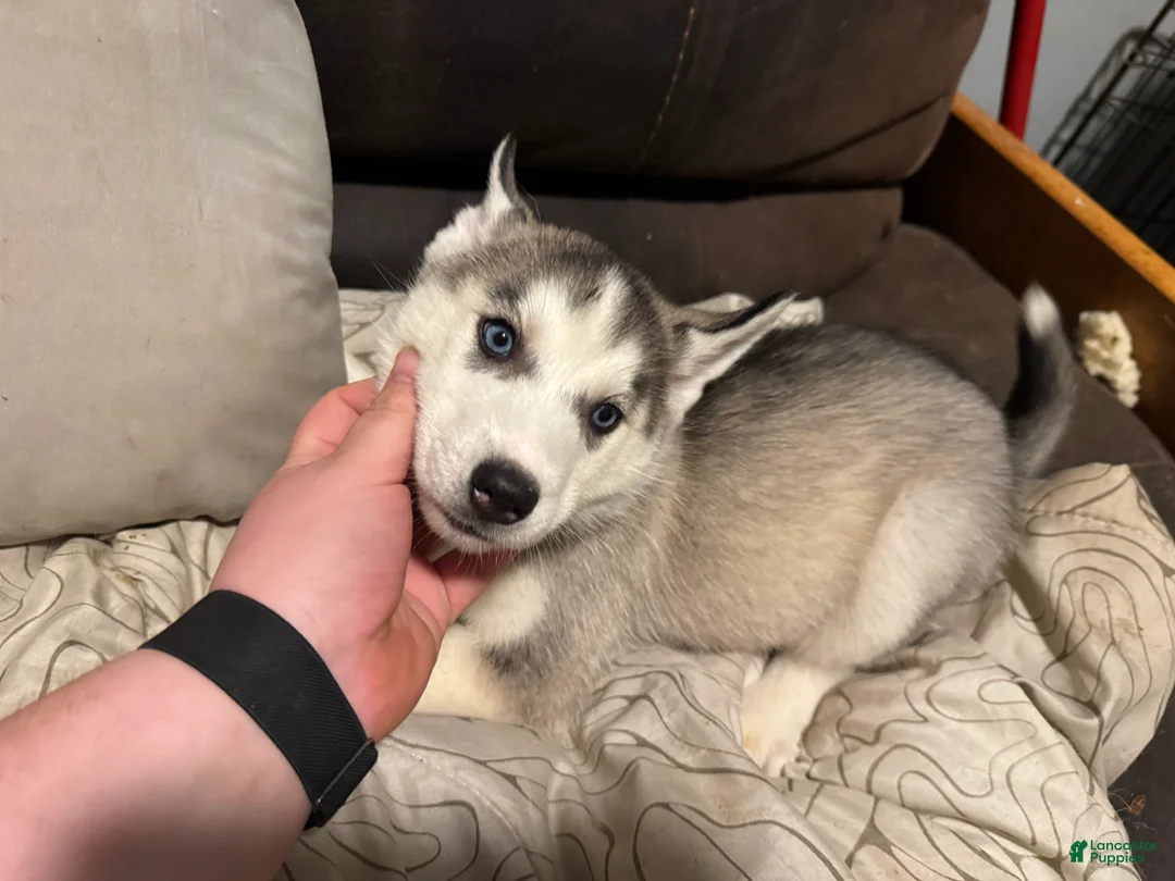 Siberian Husky dogs for sale: Orange  - Ad 1
