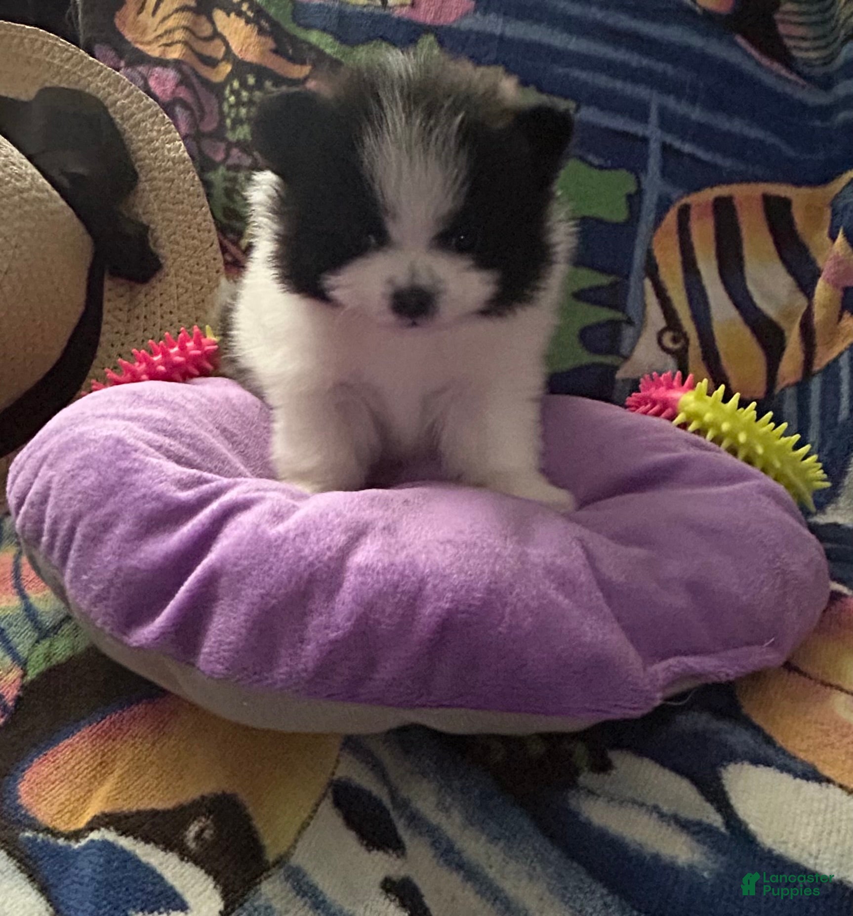 Pomeranian dogs for sale: Pomeranian Puppy 1 - Ad 2