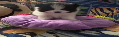 Pomeranian Puppy 1