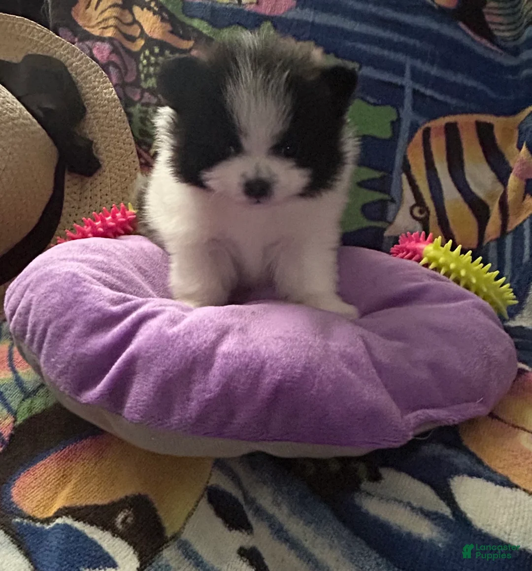 Pomeranian dogs for sale: Pomeranian Puppy 1 - Ad 1