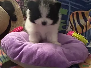 Pomeranian dogs for sale: Pomeranian Puppy 1 - Ad 2