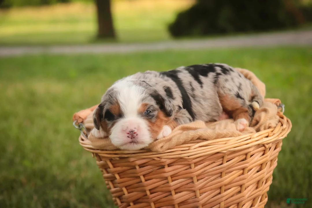 Mini Bernedoodle dogs for sale: Maya Mini Bernedoodle  - Ad 2