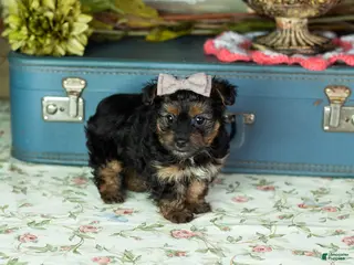 Yorkshire Terrier dogs Lucy - Ad 33