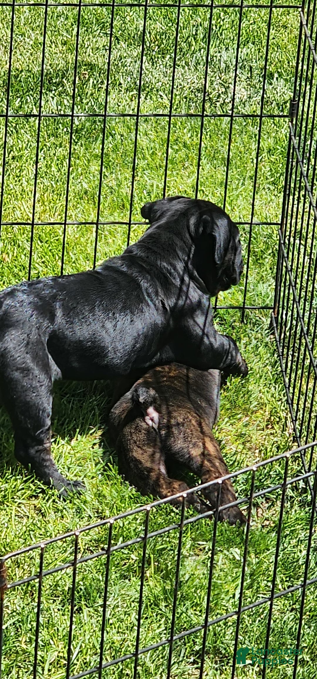 Gallery Image {{count}}