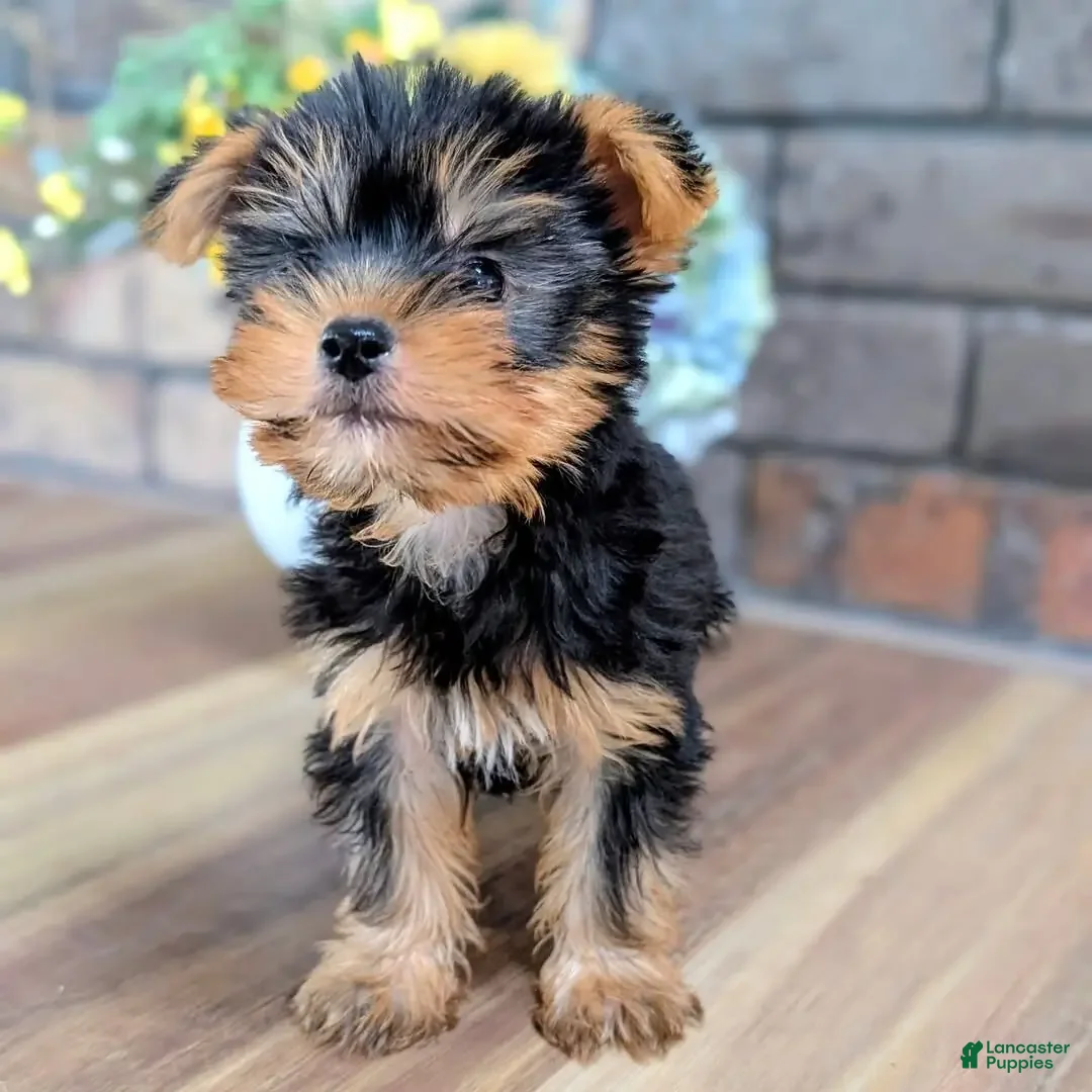 Yorkshire Terrier dogs Meet COCO - Ad 31