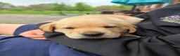 Labrador Retriever dogs for sale: Labrador Retriever Puppy 2 - Ad 13