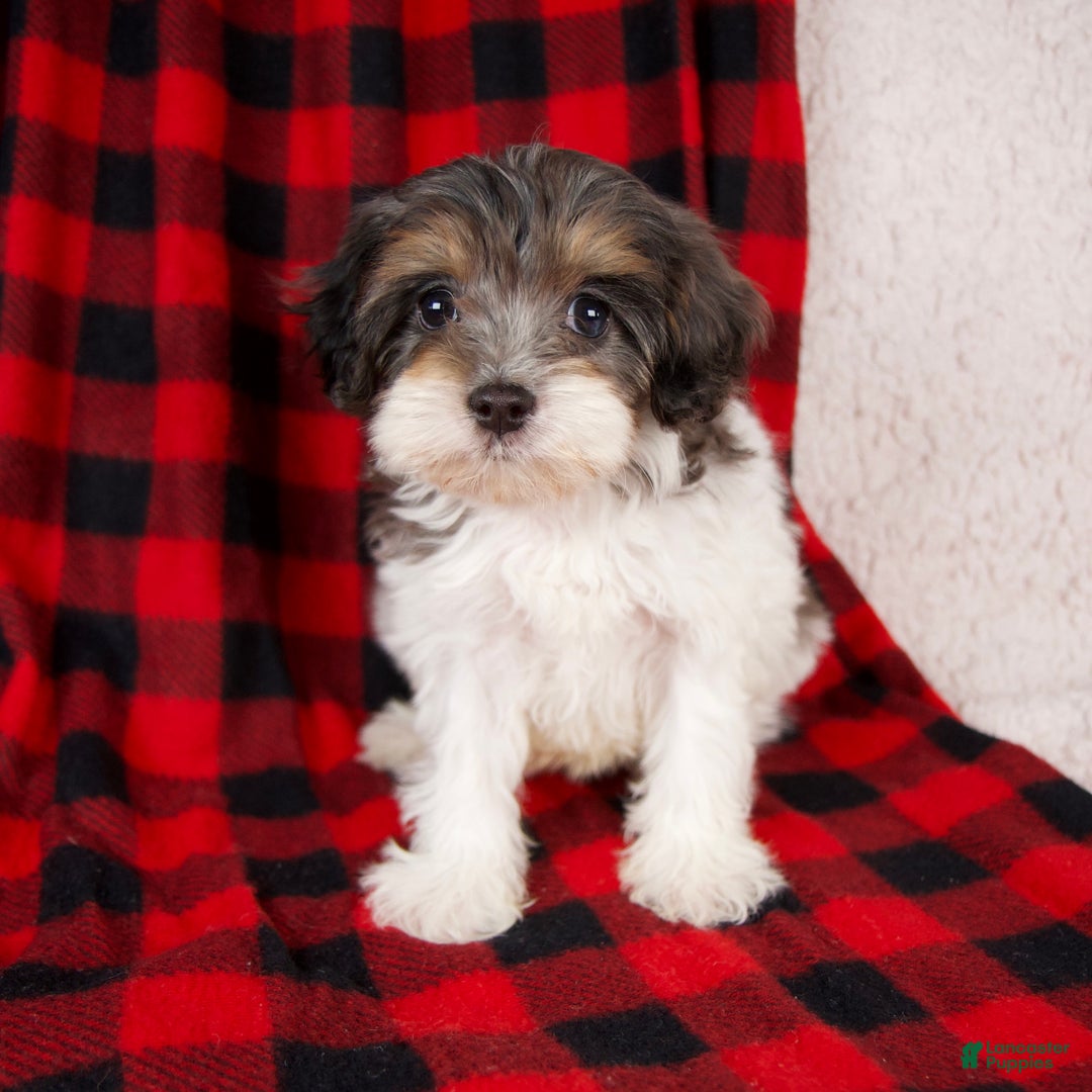 Cavapoo dogs for sale: Polo - Ad 1