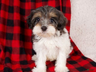 Cavapoo dogs Polo - Ad 2