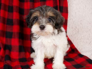 Cavapoo dogs Polo - Ad 41