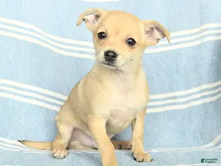 Mixed Breed dogs Peanut - Ad 40