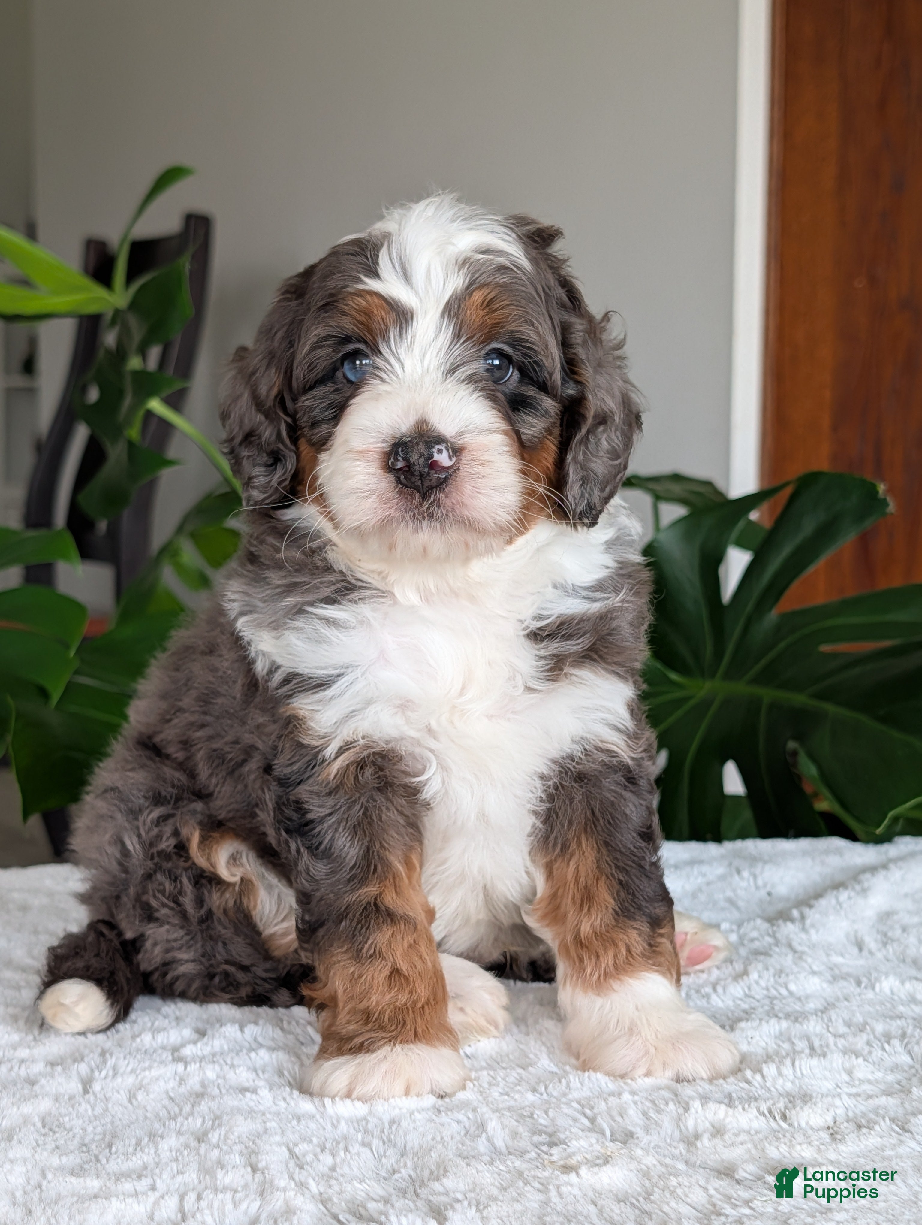 Mini Bernedoodle dogs Mini Asher  - Ad 1