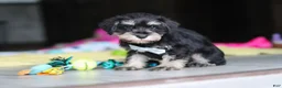Miniature Schnauzer dogs for sale: Arthur - Ad 6