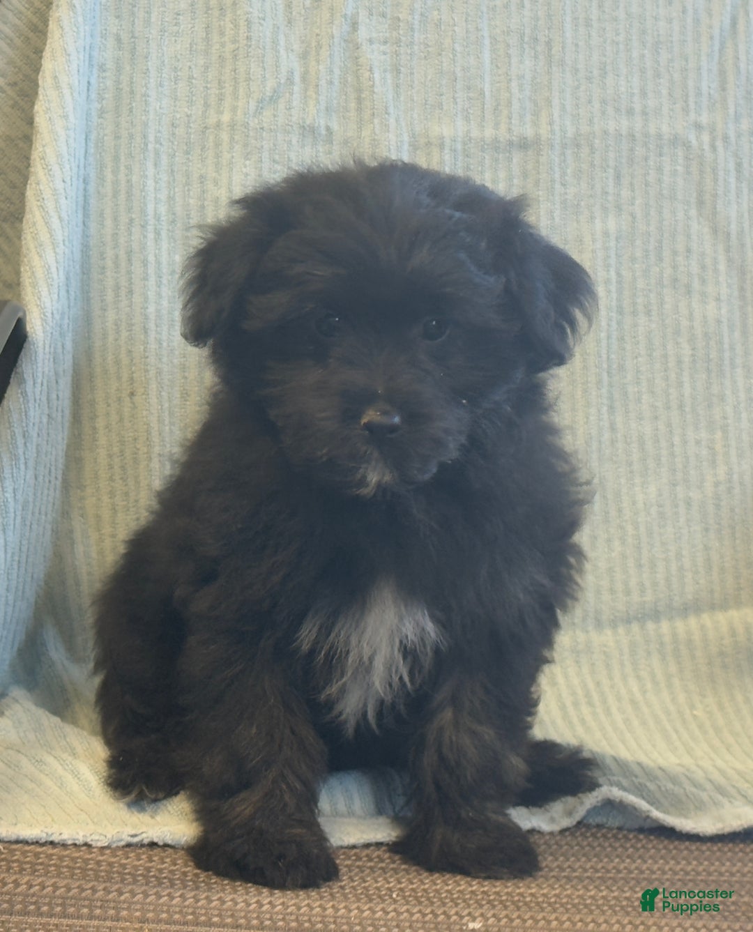 Pomapoo dogs for sale: Lonnie - Ad 2